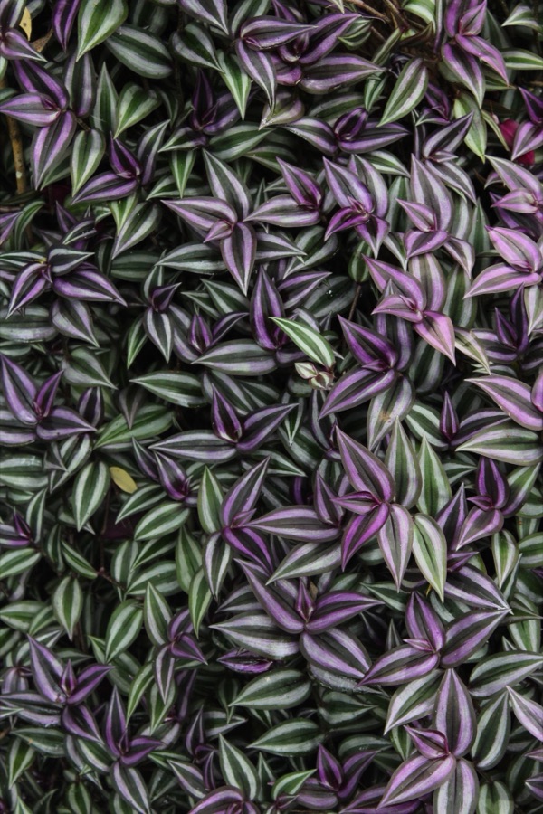 Feuilles tropicales violettes et vertes dans un sous-bois de Martinique.