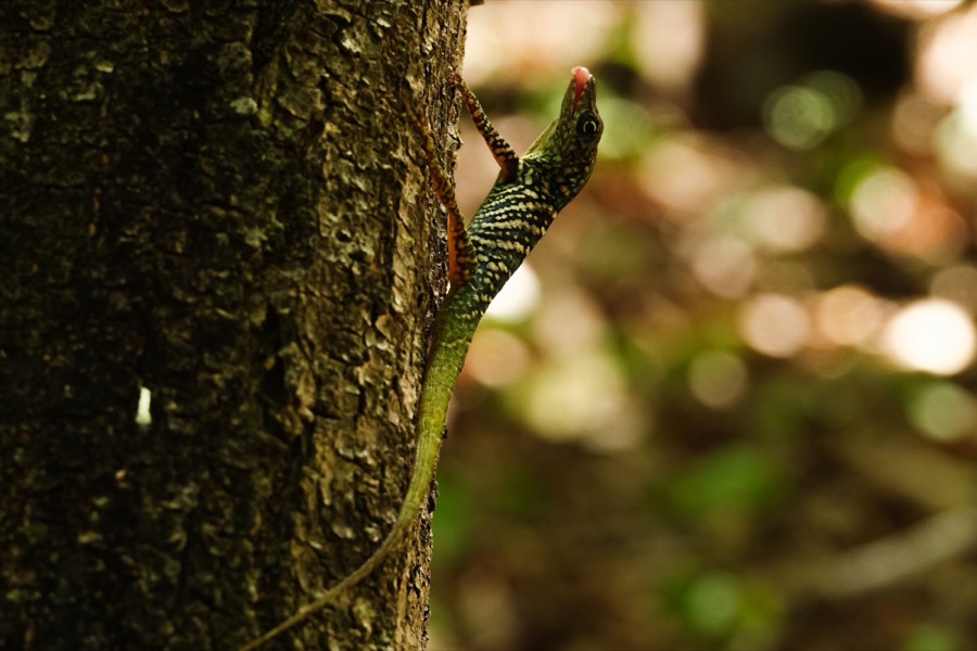 Anolis, petit lézard vert, sur une écorce en Martinique.