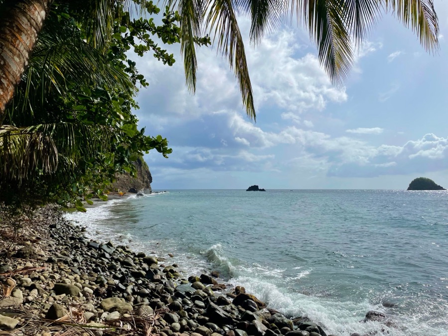 Côte rocheuse et palmiers au Prêcheur, dans le nord de la Martinique.