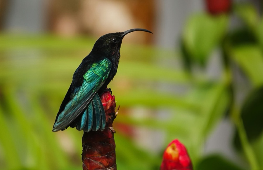 Colibri posé sur un bouton de fleur dans un jardin de Martinique.