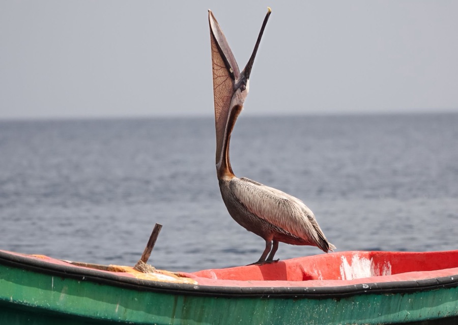 Pélican brun posé sur une barque colorée, en Martinique.